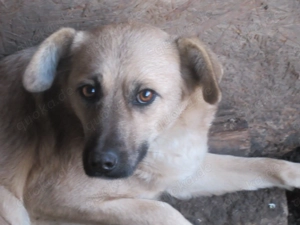 Xena ca. 45 cm   Die Sanfte