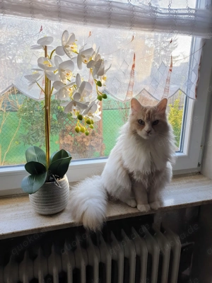 Maine Coon Mädchen Molly sucht neues Zuhause 