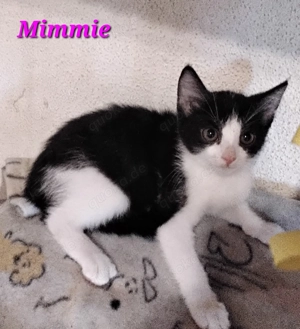 Wunderhübsche Hauskatzenkitten suchen ein neues Heim!