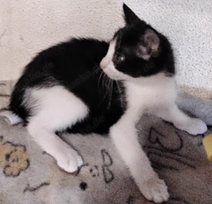 Wunderhübsche Hauskatzenkitten suchen ein neues Heim! Bild 3