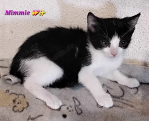 Wunderhübsche Hauskatzenkitten suchen ein neues Heim! Bild 4