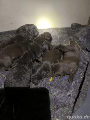 Labrador Welpen rein rassige zu verkaufen 