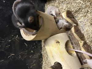 Mäuse Juged sucht neues zu Hause