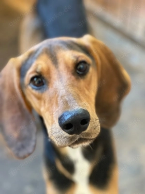 MEZZI auf Körbchensuche Bild 2