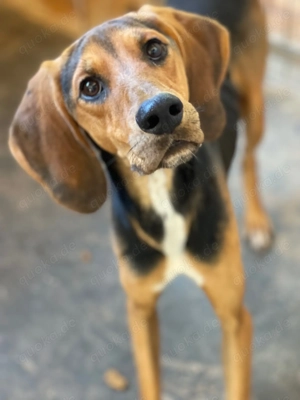 MEZZI auf Körbchensuche