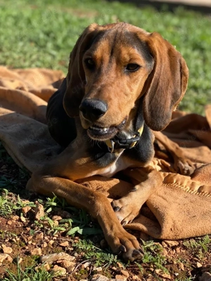 MEZZI auf Körbchensuche Bild 3