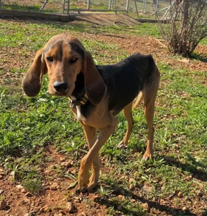 MEZZI auf Körbchensuche Bild 5