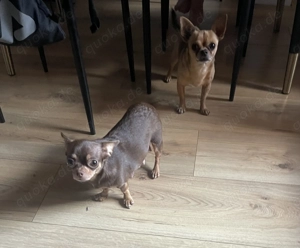 2 Chihuahuas abzugeben