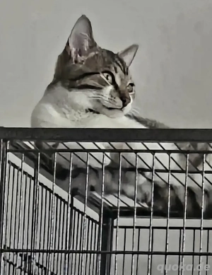 schüchterner Jung-Kater