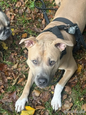 Neues zuhause für Bambino 