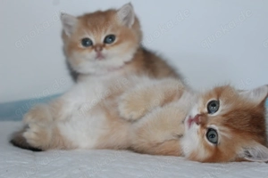 BLH BKH KItten black blue gold golden shaded point reinrassig Stammbaum