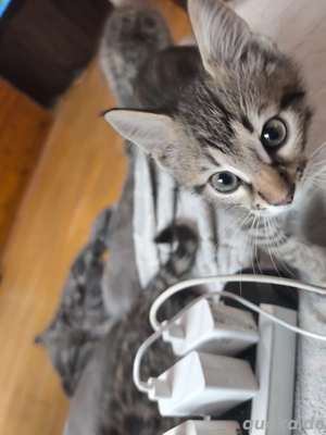 bengal mix kitten  Bild 3