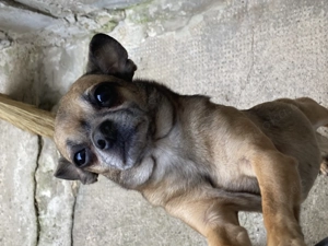 Chihuahua Damen zu verkaufen 