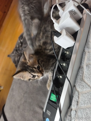 bengal mix kitten  Bild 2