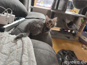 bengal mix kitten  Bild 4