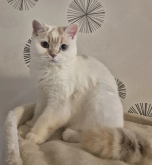 Wunderschöne BKH Mädchen mit Stammbaum 