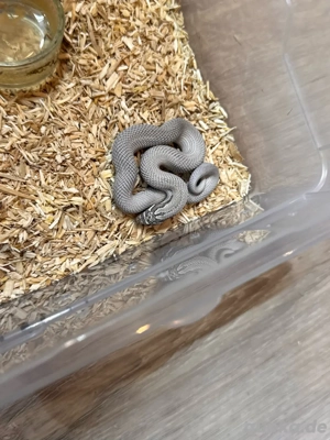 Heterodon Nasicus, Hakennasennatter 