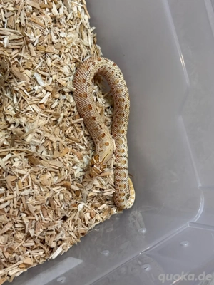 Heterodon Nasicus, Hakennasennatter 