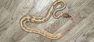 Königspython Regius NZ25 0.1 Ultramel Piebald