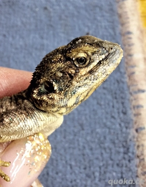 2.0.0 Xenagama taylori braun NZ 2024