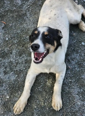 Süße Triada auf körbchensuche!