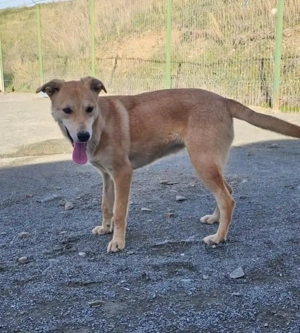 Hübsche Luna auf Körbchensuche 