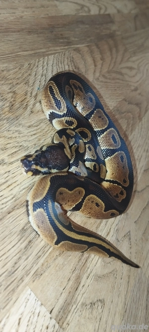 Königspython - 0.1 Classic het.Ultramel Piebald NZ25