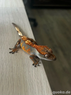 2.0 Kronengeckos - Correlophus ciliatus