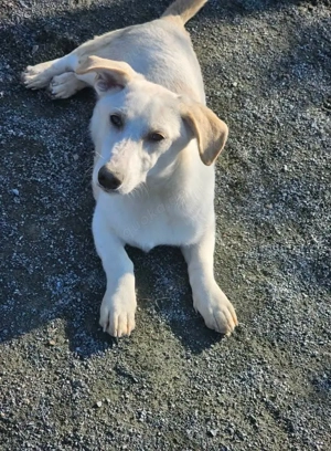 Lustiger Tauro sucht Familienanschluss!