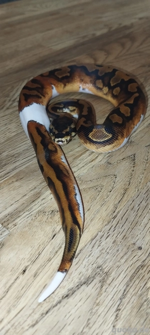 Königspython - Piebald het.Ultramel 0.1 DNZ2025