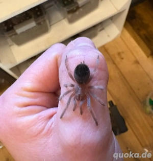 Vogelspinne Brachypelma Hamorii