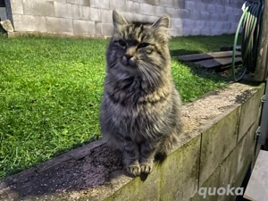 Norwegische waldkatzen mixkitten