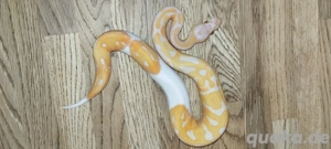 Königspython - Dreamsicle Lavender Piebald mit Smiley NZ09 25