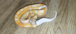 Königspython - Dreamsicle Lavender Piebald 0.1 NZ25