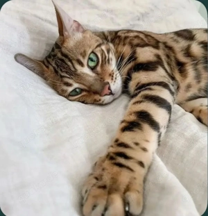 Hallo liebe Katzenfreunde, mein Kätzchen sucht ein neues Zuhause.