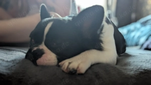 Französische Bulldogge Hündin Fluffi
