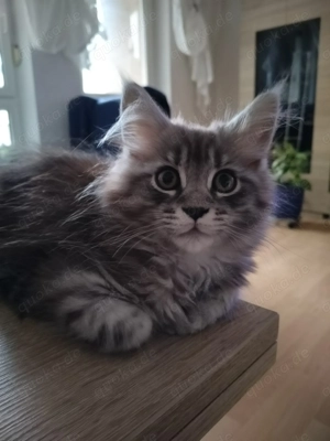 Maine Coon Kitten