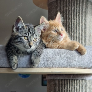 Zwei süßes Kätzchen suchen ein neues zu Hause 