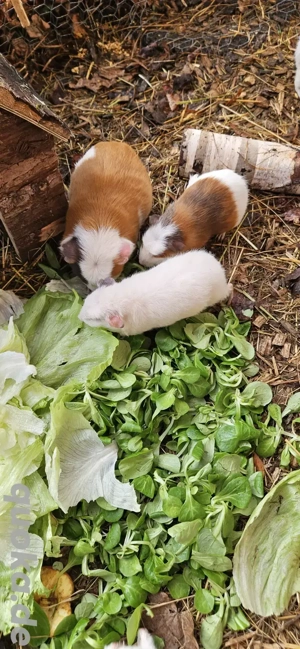 Meerschweinchen Böckchen