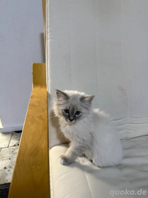 Heilige Birma Kitten Entwurmt