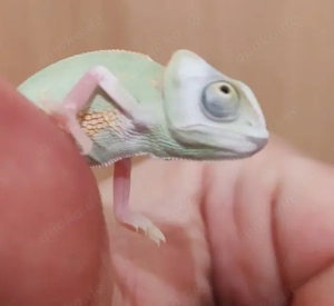 Piebald Jemen Chamäleon Baby Männchen