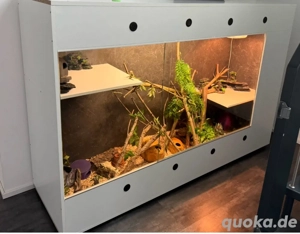 Großes Terrarium voll eingerichtet 210x138x60