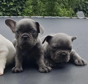 Französische Bulldoggen Welpen  Bild 4
