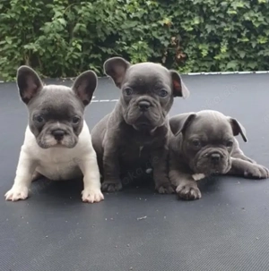 Französische Bulldoggen Welpen  Bild 5