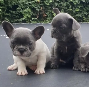 Französische Bulldoggen Welpen  Bild 7