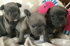 Französische Bulldoggen Welpen  Bild 10