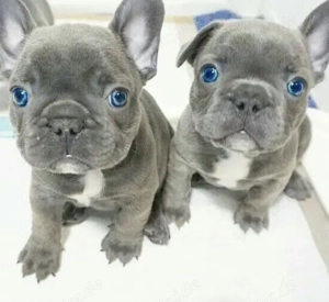Französische Bulldoggen Welpen  Bild 6