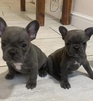 Französische Bulldoggen Welpen  Bild 9