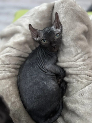 Wir dürfen morgen ausziehen Sphynx Elfensphynx Kitten 