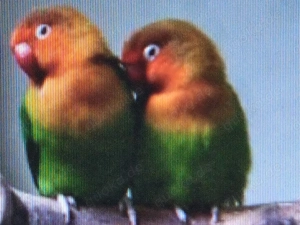 junge und zuchtreife Fischerie